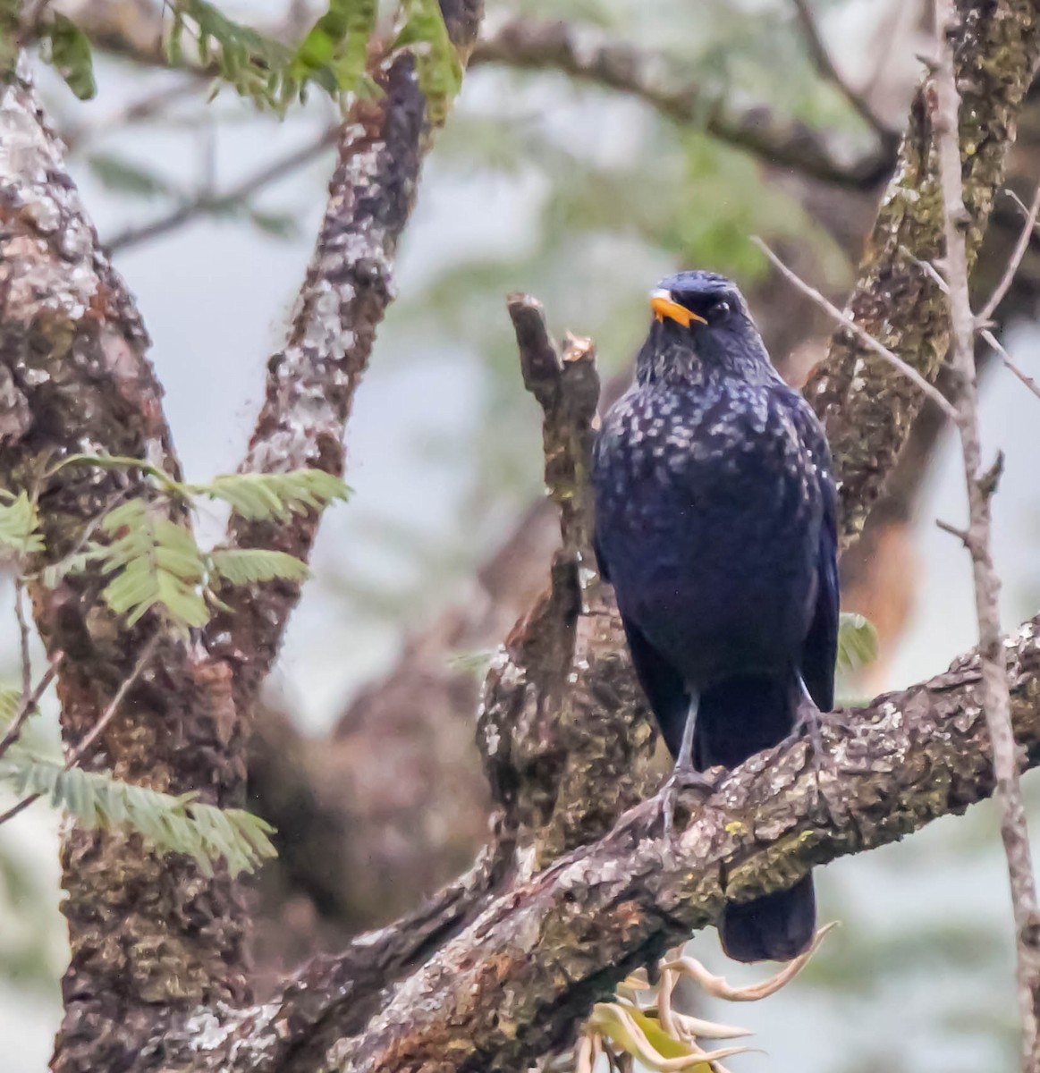 Blue Whistling-Thrush - ML149795281