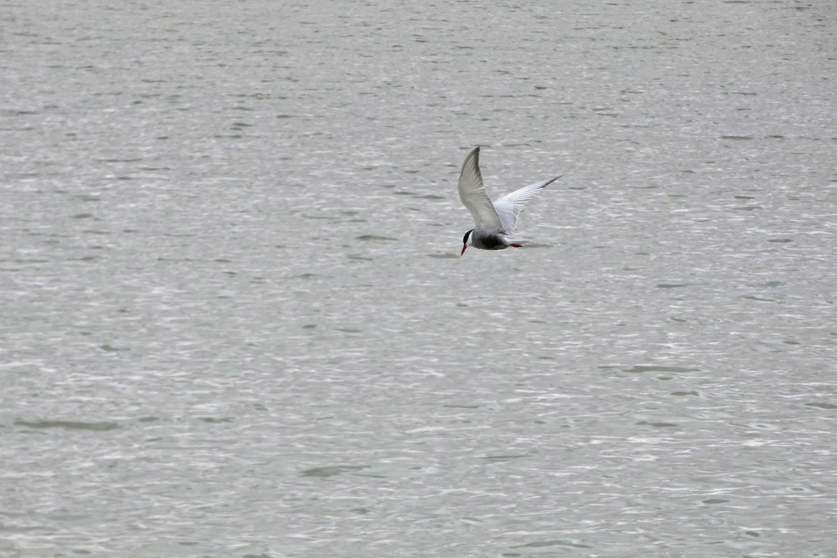 Whiskered Tern - ML149795441