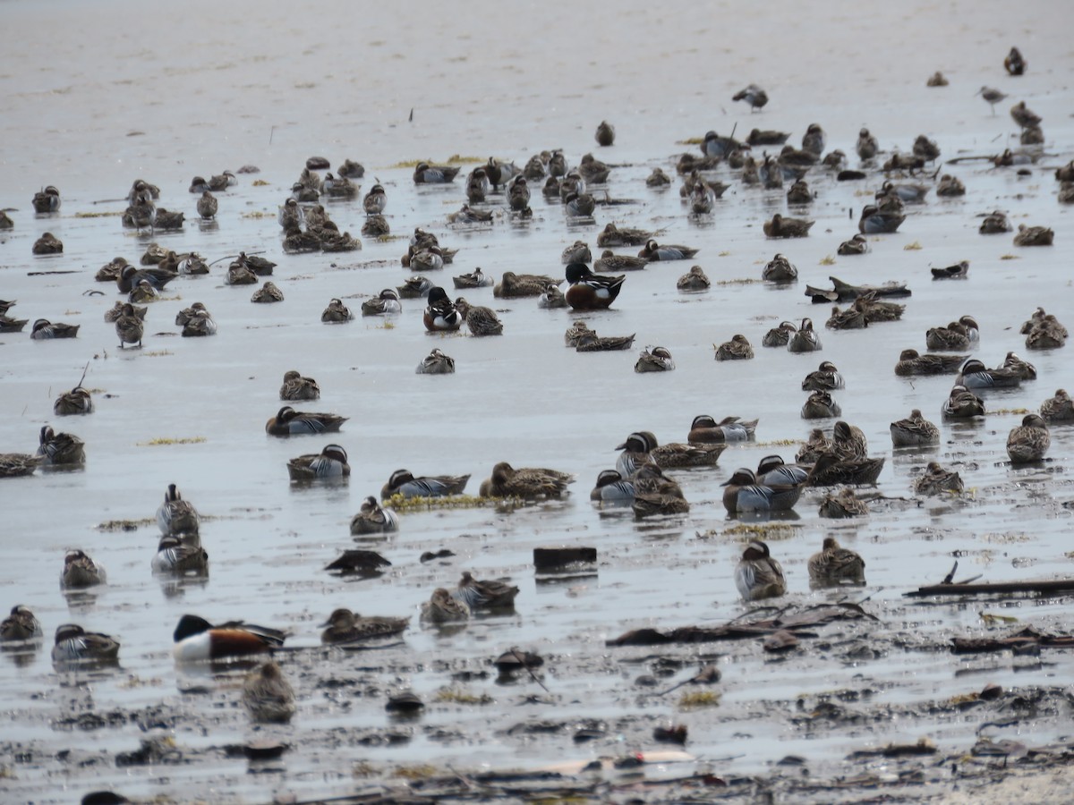 Garganey - ML149795771