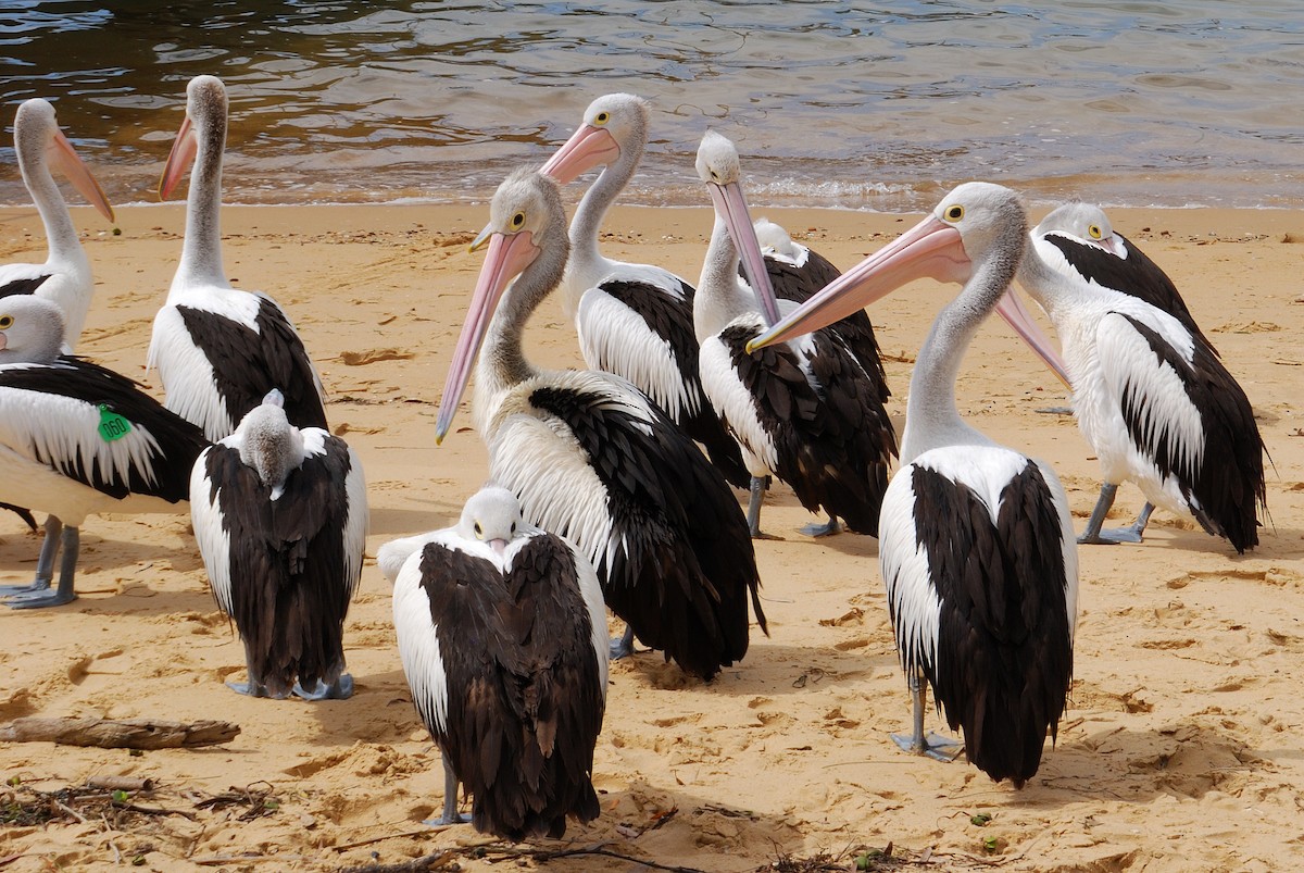 Australian Pelican - Jing-Yi Lu