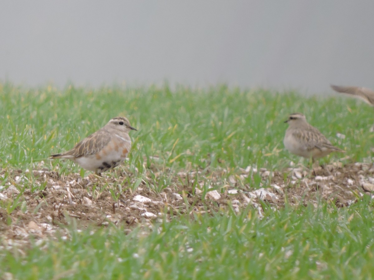 Eurasian Dotterel - ML149799221