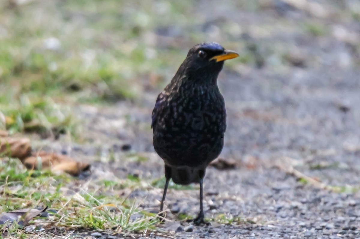 Blue Whistling-Thrush - ML149799671