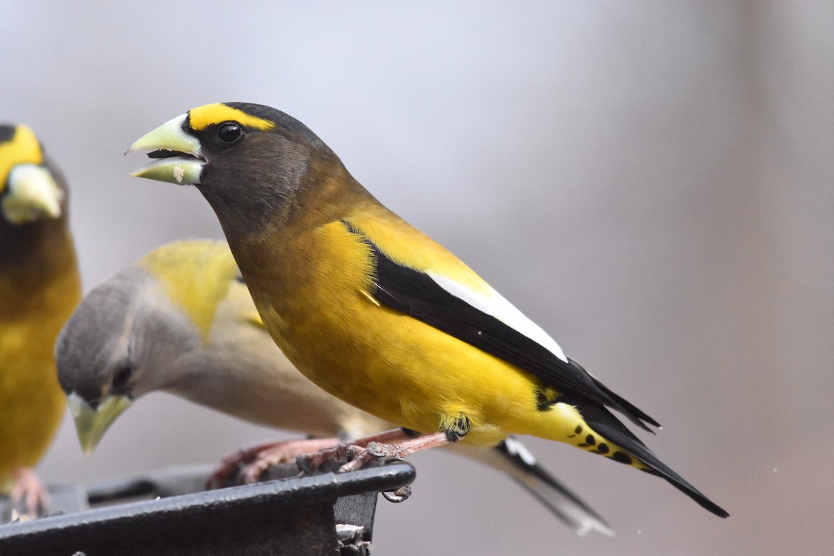 Evening Grosbeak - Kyle Arvin
