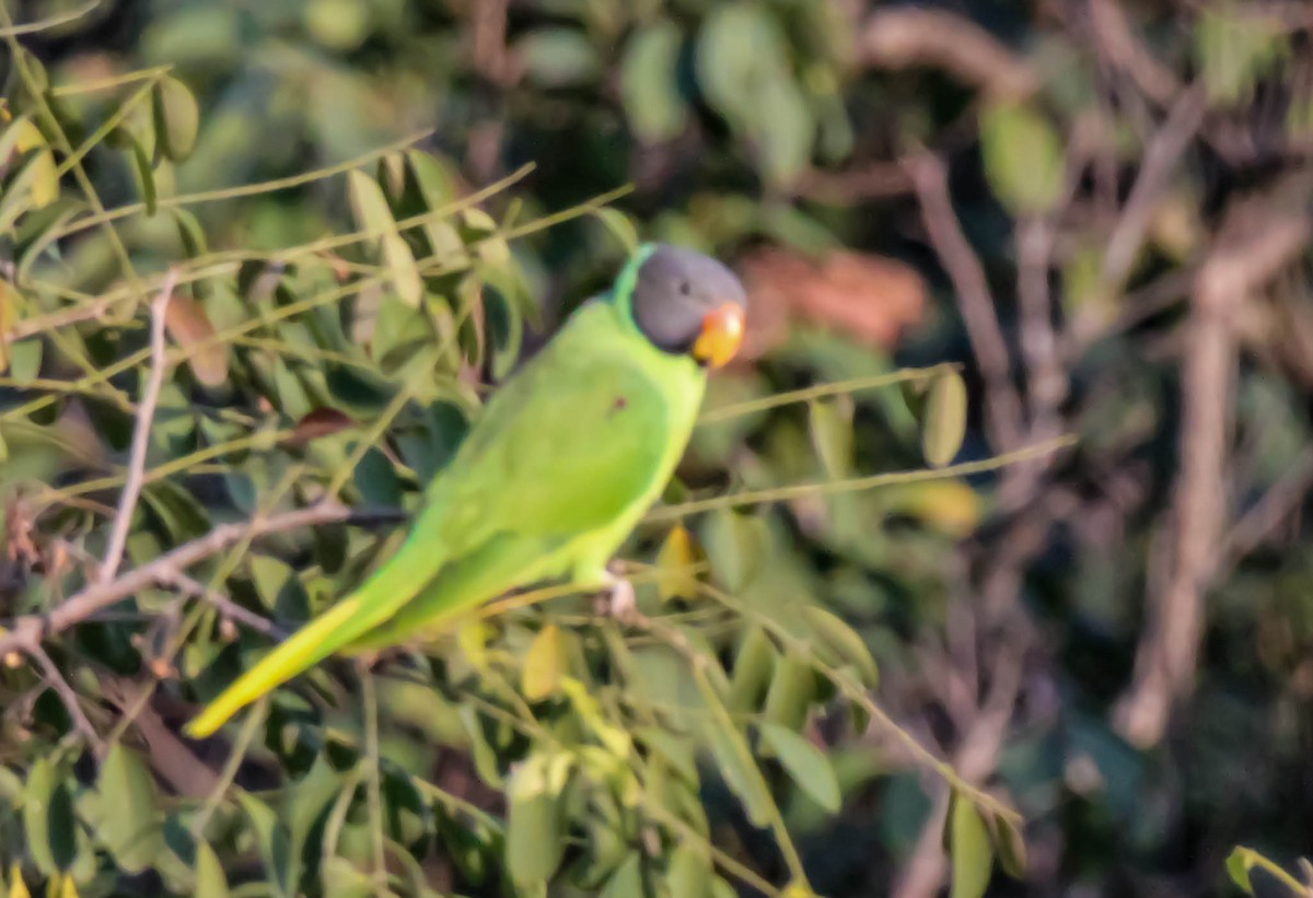 Slaty-headed Parakeet - ML149799781