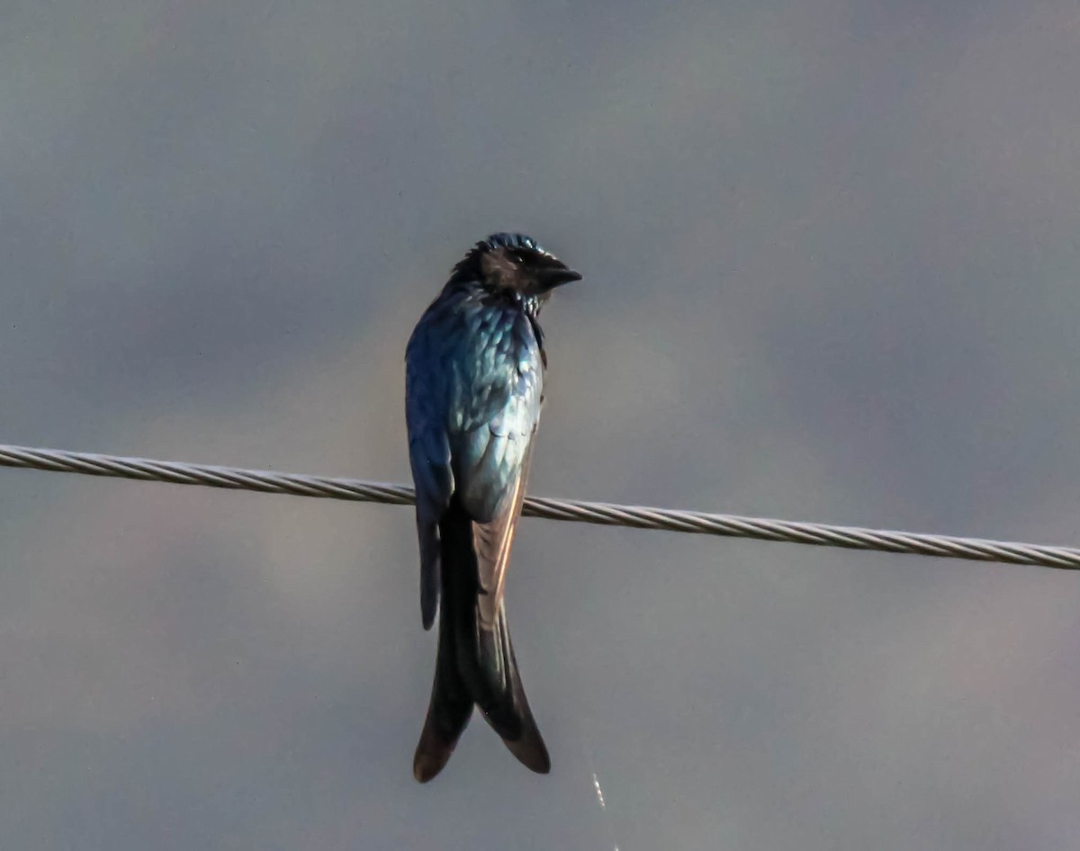 Bronzed Drongo - Mukul Aggarwal