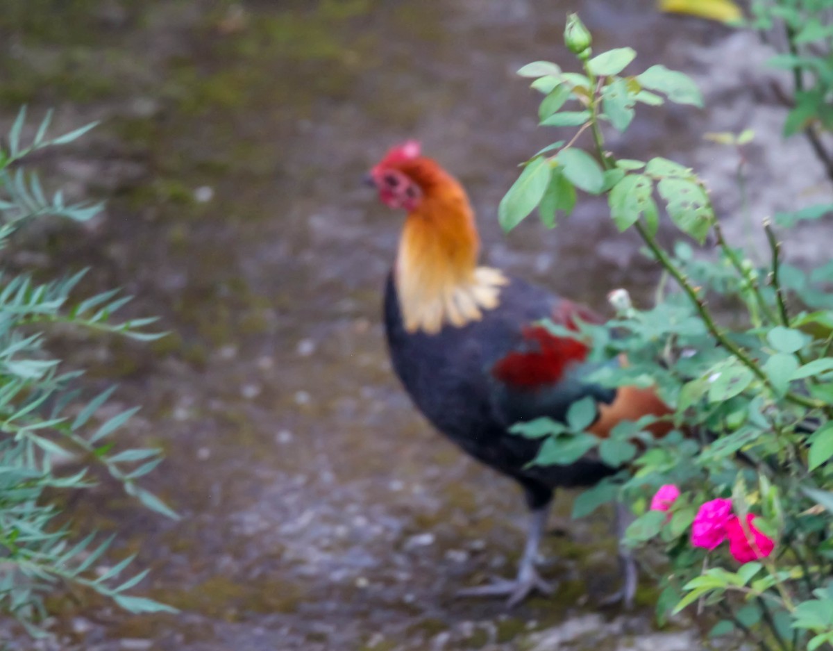 Red Junglefowl - ML149799871