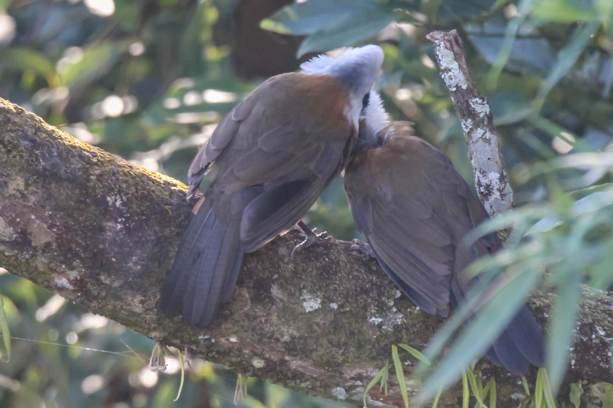 White-crested Laughingthrush - Mukul Aggarwal