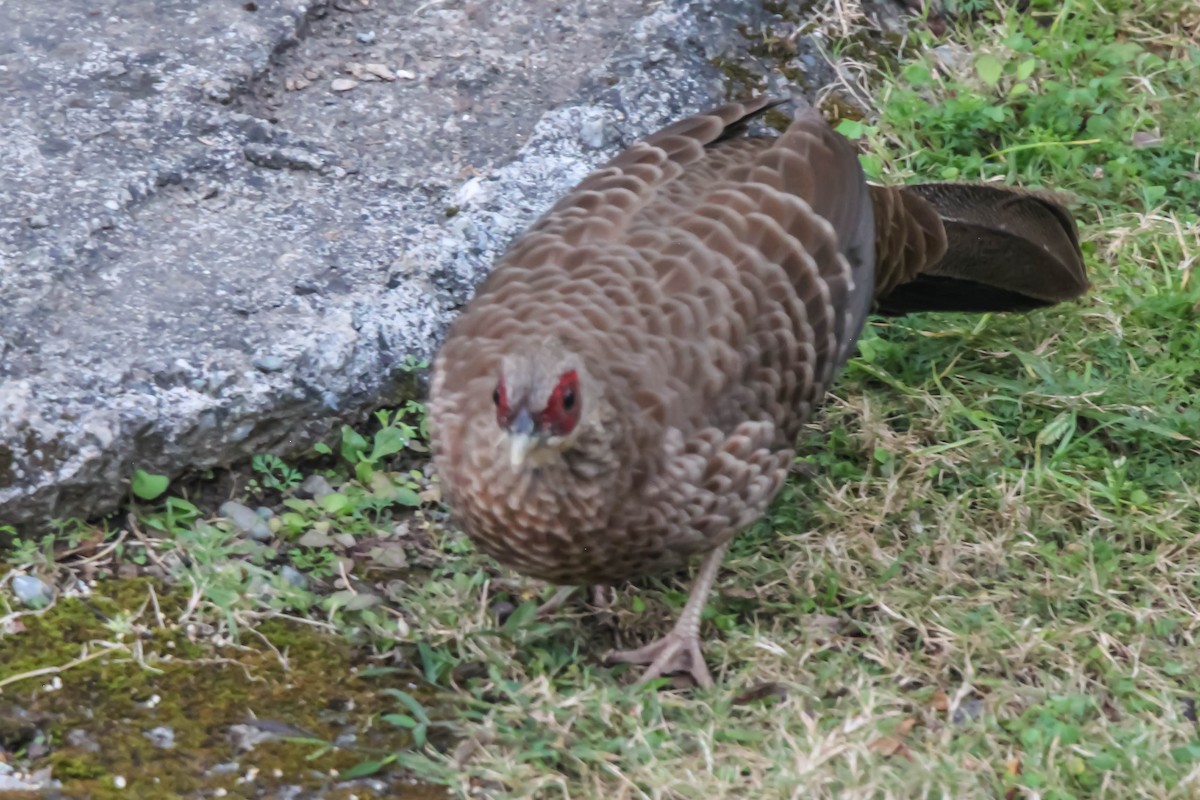 Kalij Pheasant - Mukul Aggarwal