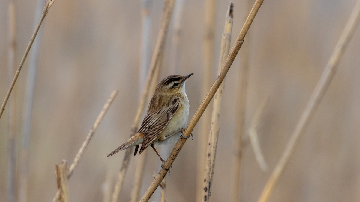 Sedge Warbler - ML149800121
