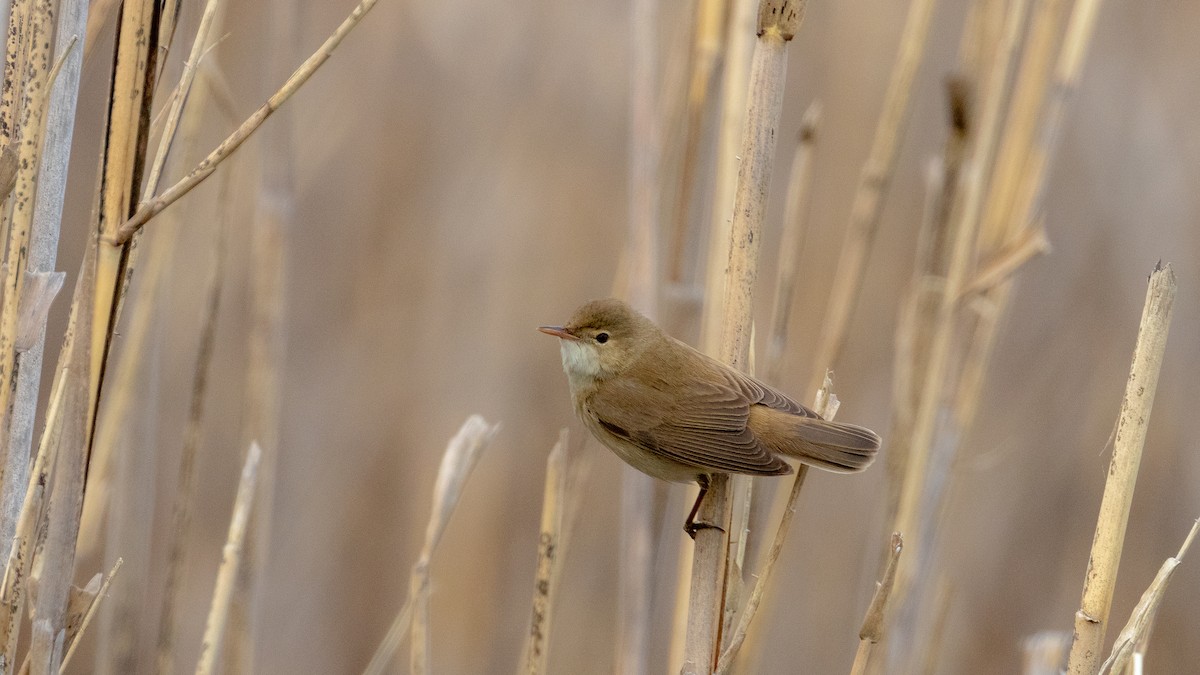 Common Reed Warbler - ML149800141