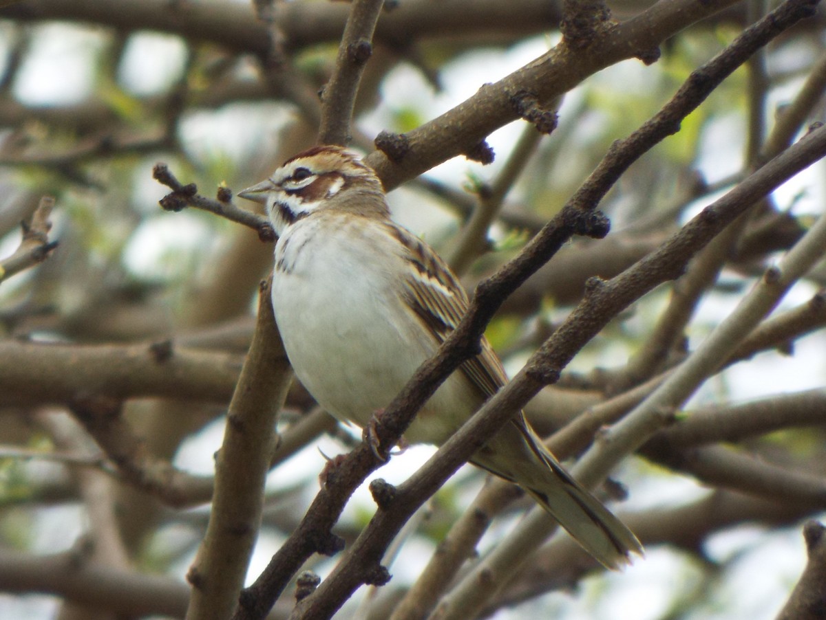 Bruant à joues marron - ML149800541