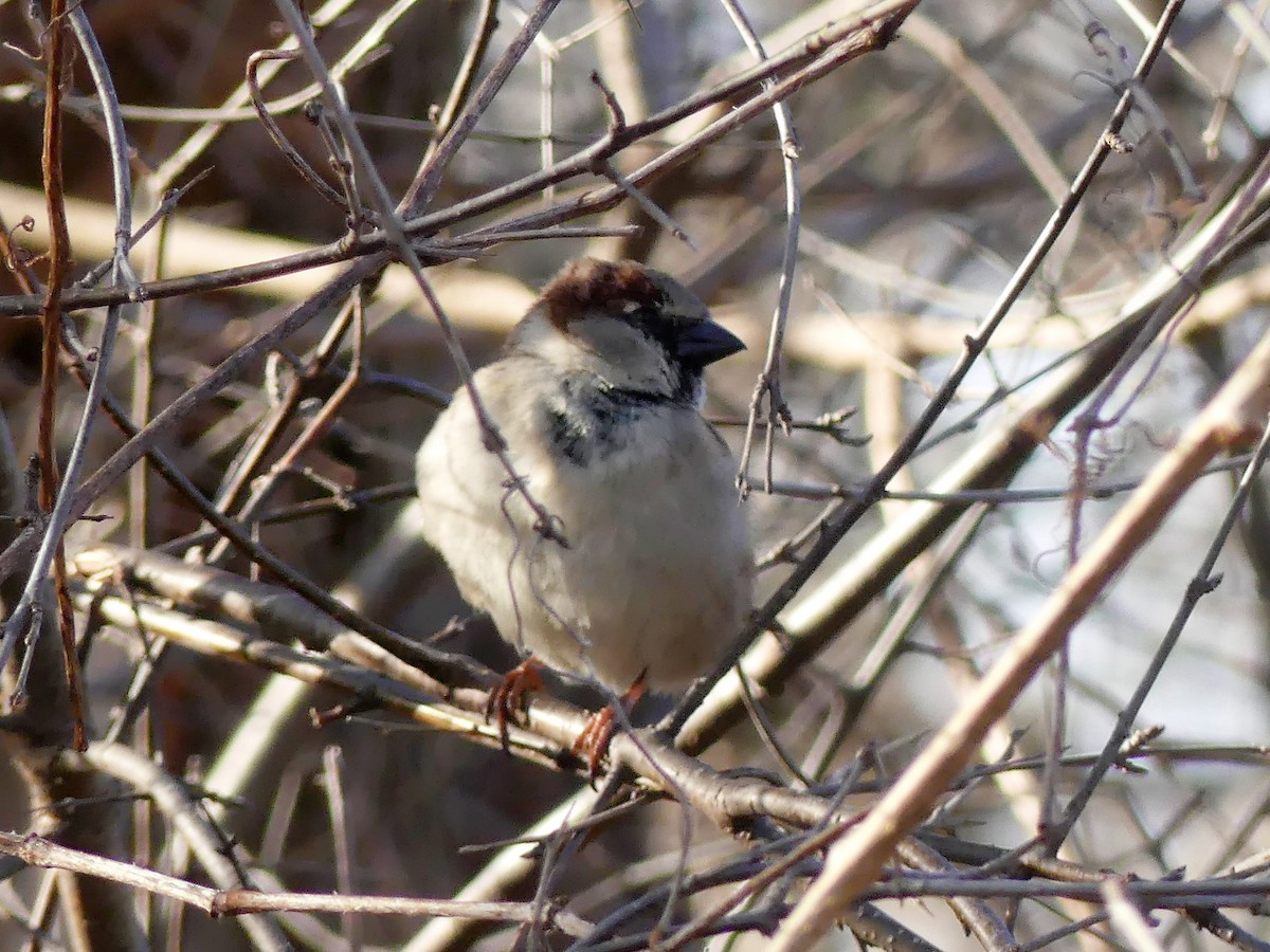 Moineau domestique - ML149801561