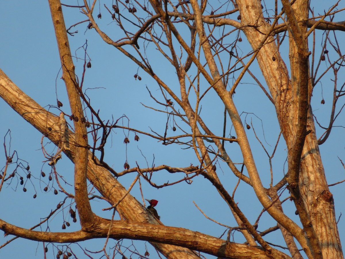 Pale-billed Woodpecker - Eli Howland-Dueck