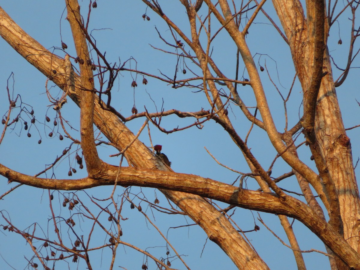 Pale-billed Woodpecker - Eli Howland-Dueck