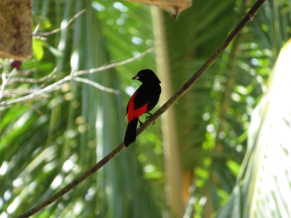 Scarlet-rumped Tanager - Eli Howland-Dueck