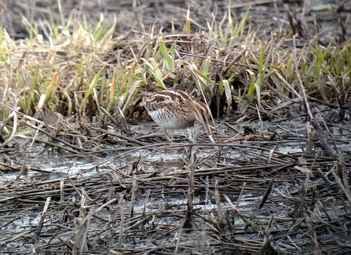 Wilson's Snipe - ML149802361