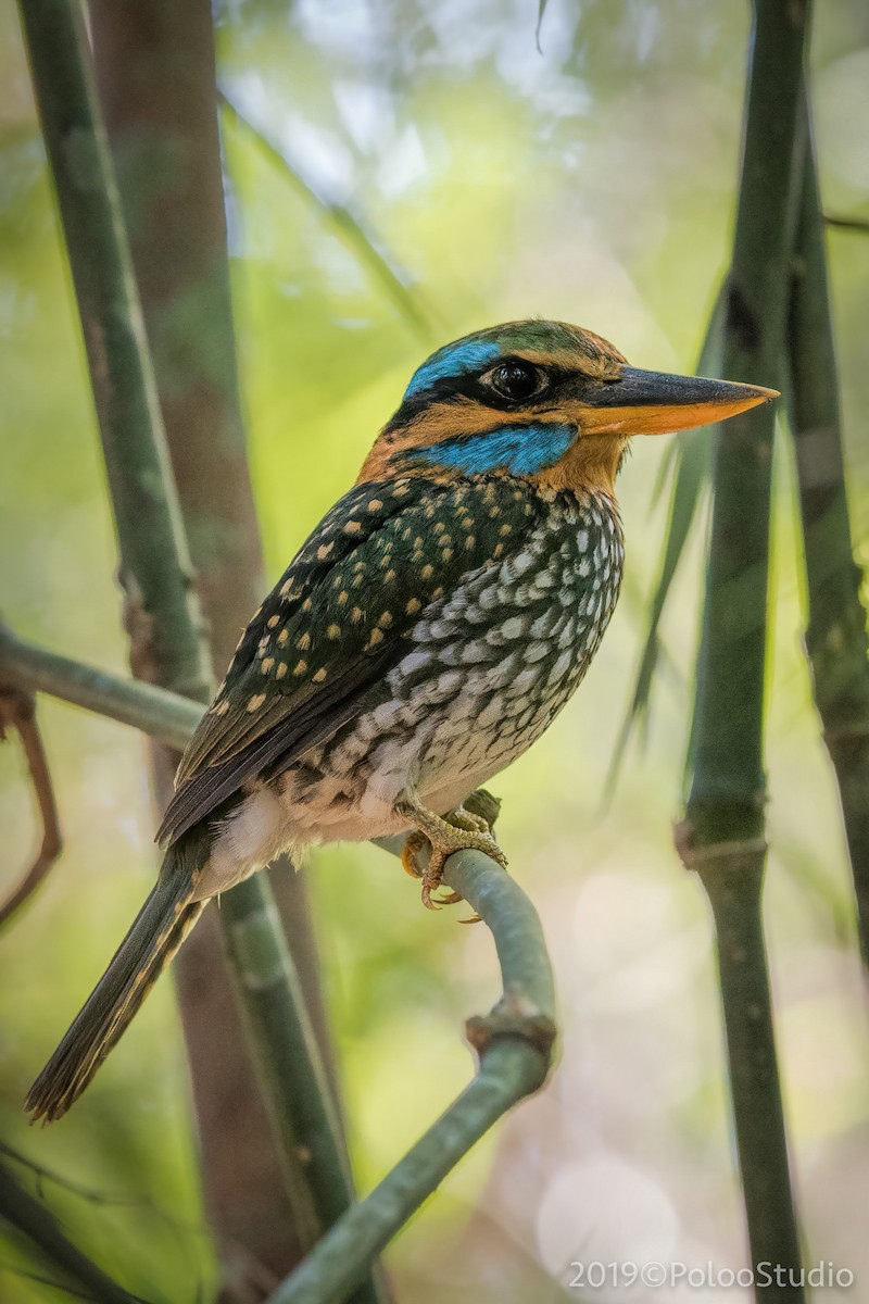 Spotted Kingfisher - ML149802621