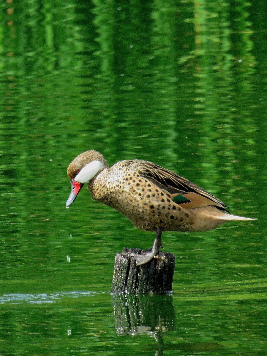 White-cheeked Pintail - ML149802921