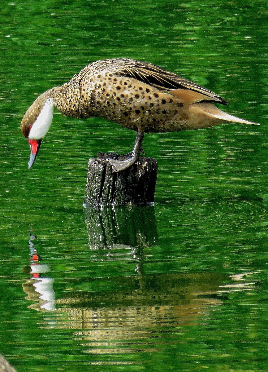 White-cheeked Pintail - ML149803201