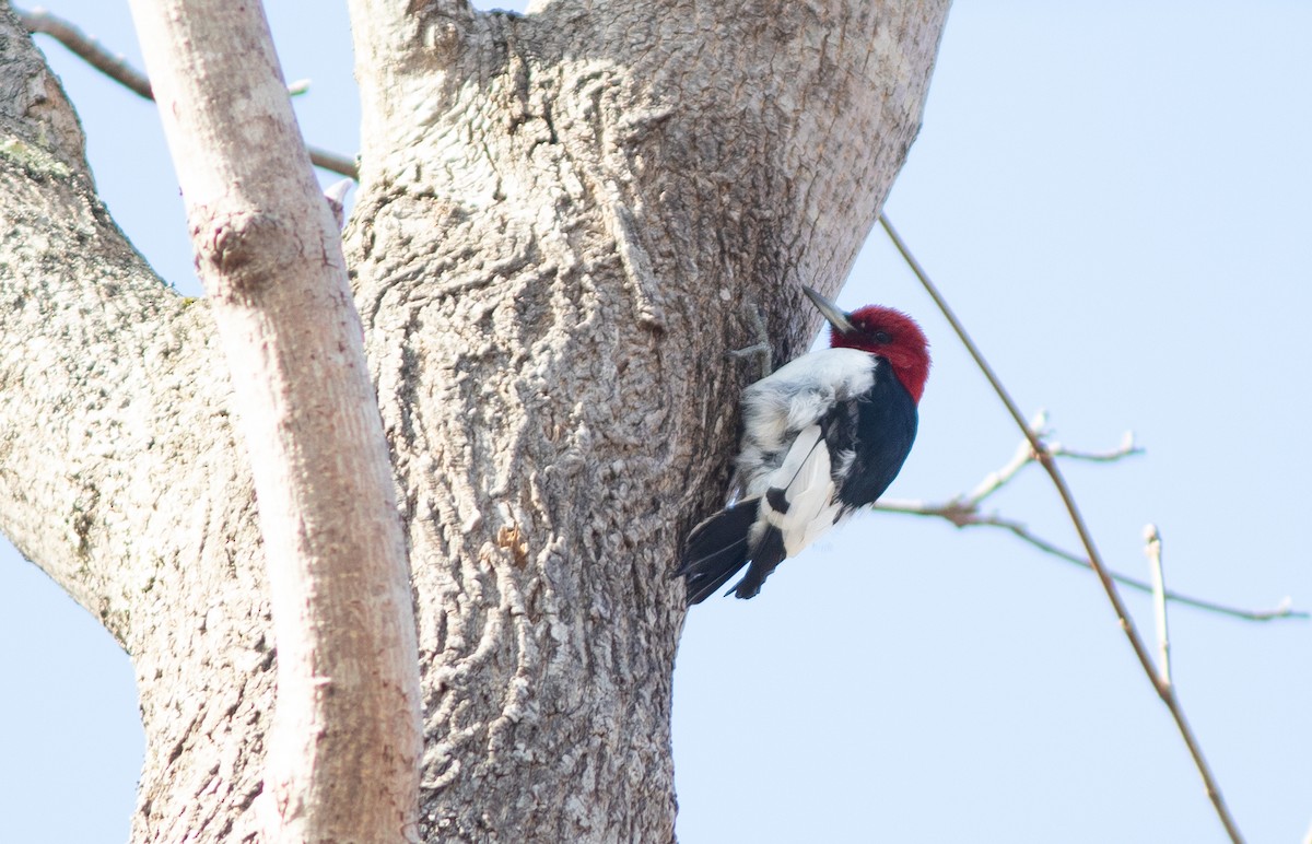 Red-headed Woodpecker - Doug Hitchcox