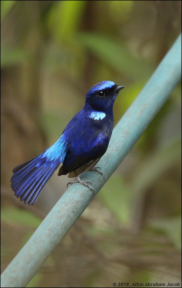 Small Niltava - Albin Jacob