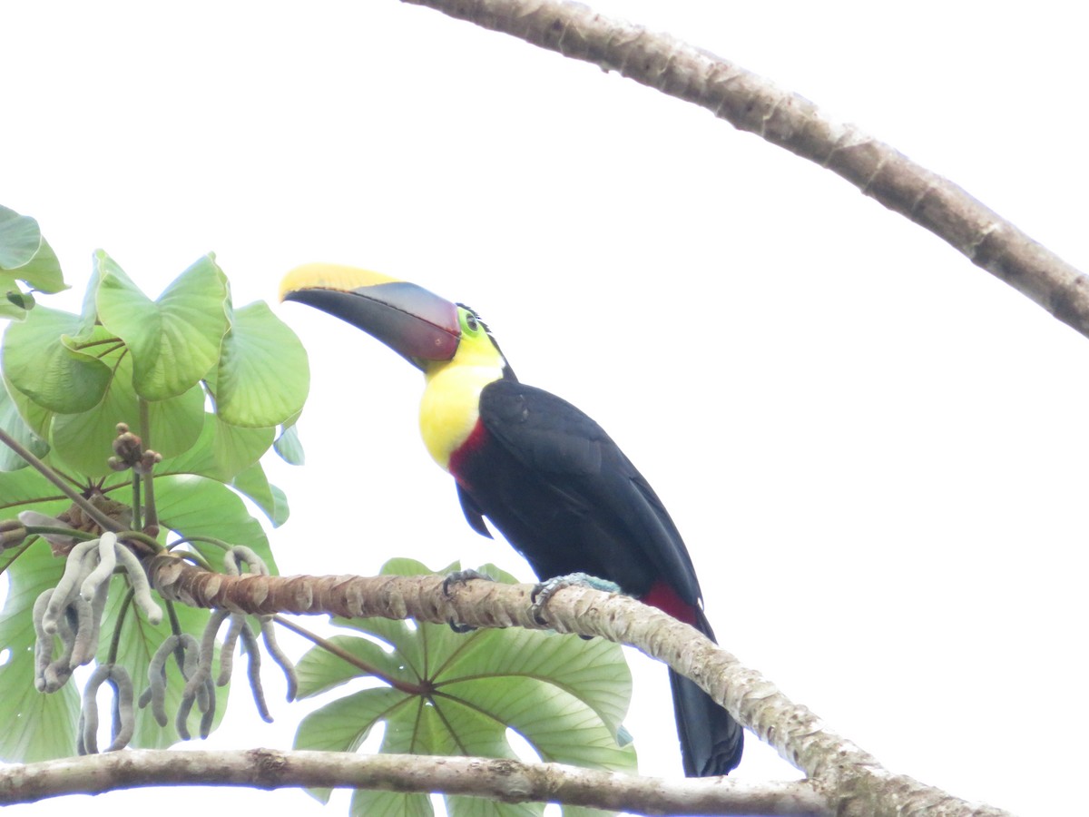 Yellow-throated Toucan - Eli Howland-Dueck