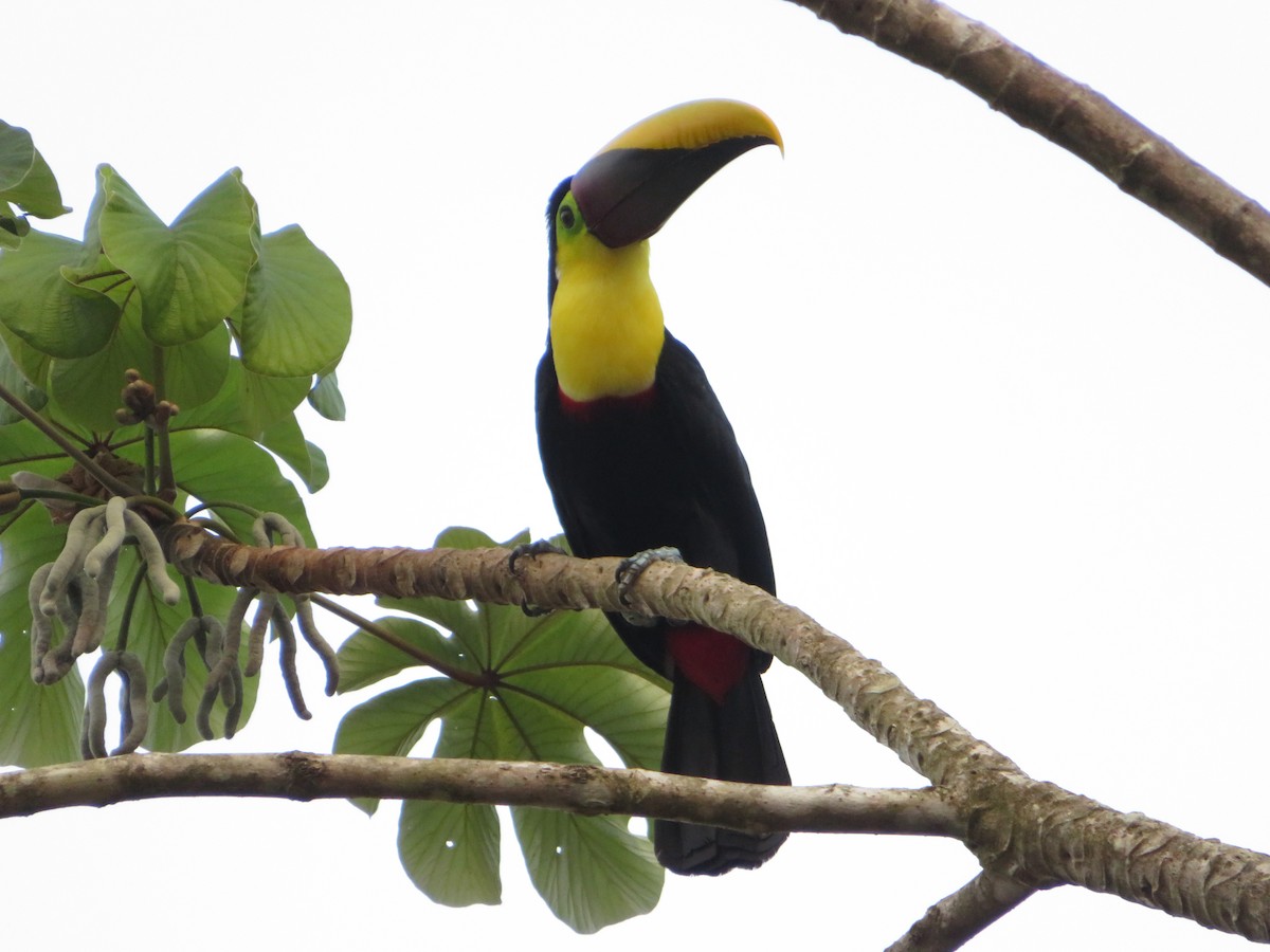 Yellow-throated Toucan - Eli Howland-Dueck