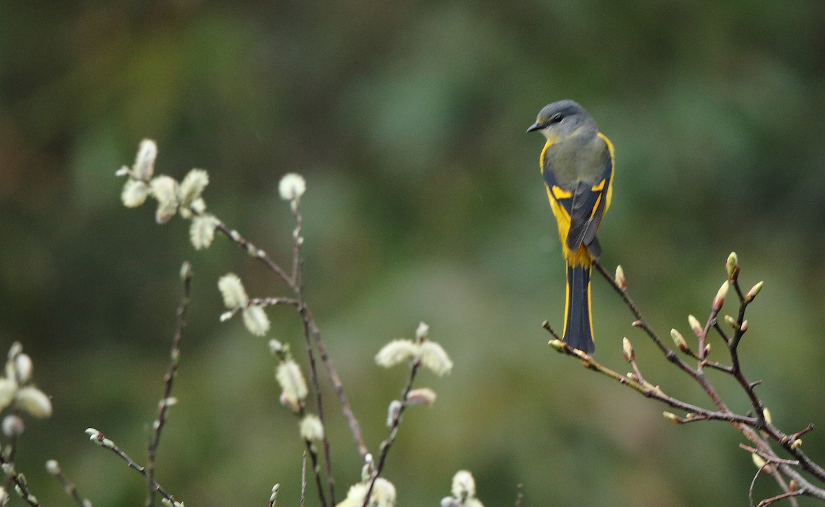 Long-tailed Minivet - ML149805051