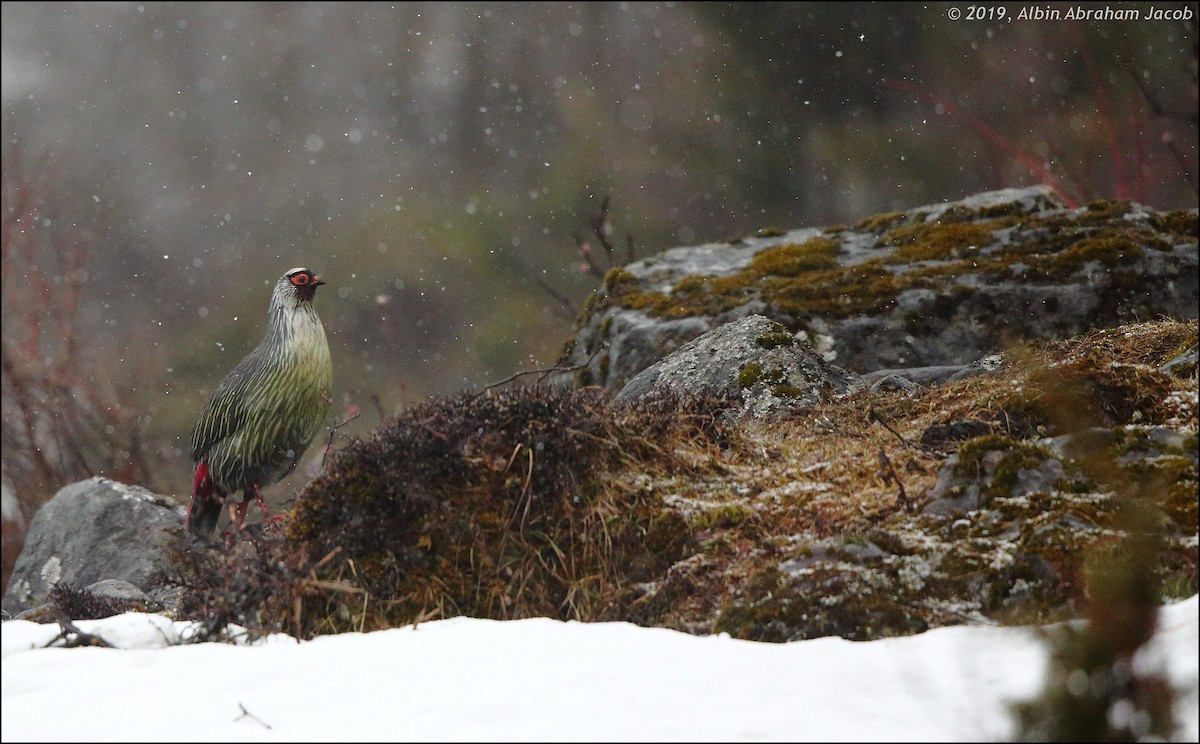 Blood Pheasant - Albin Jacob