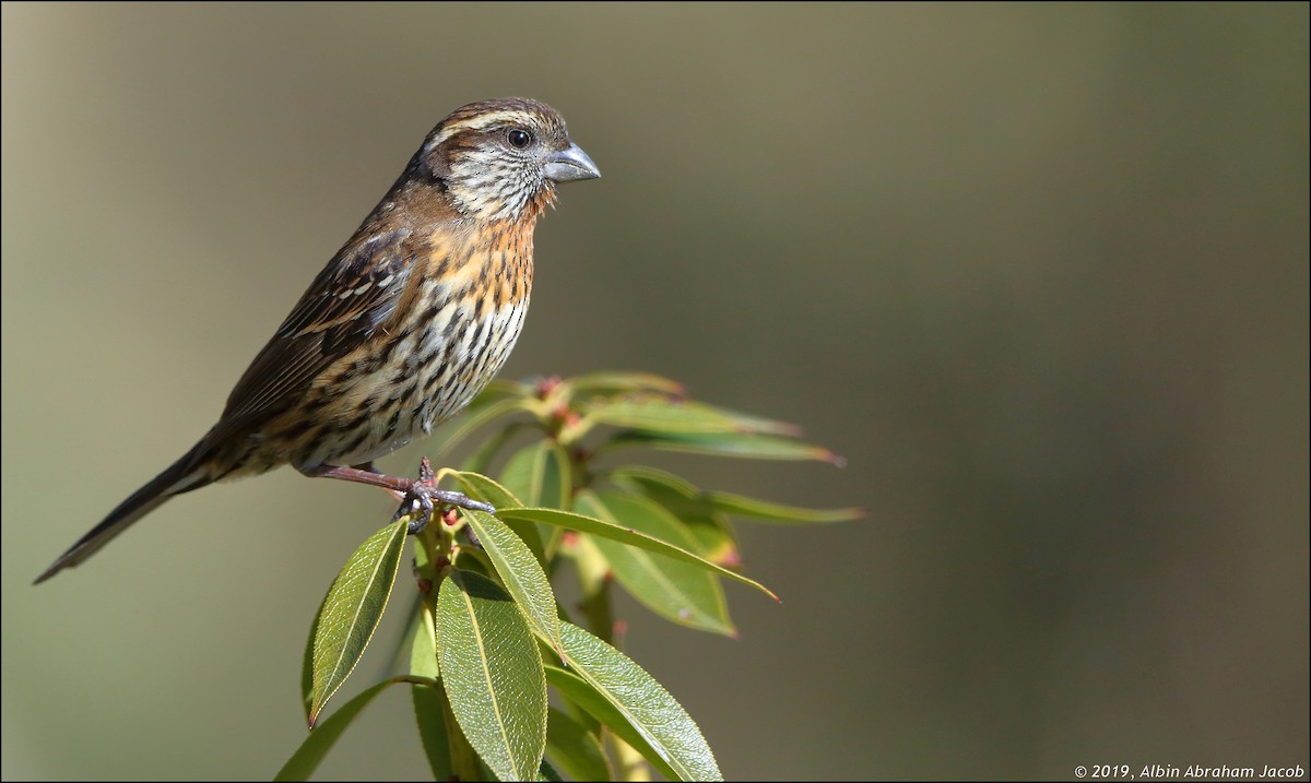 Himalayan White-browed Rosefinch - Albin Jacob