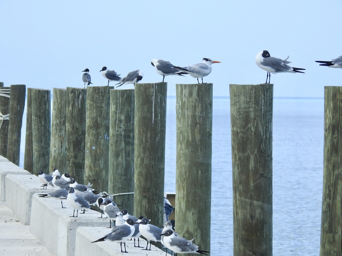 Royal Tern - ML149806131