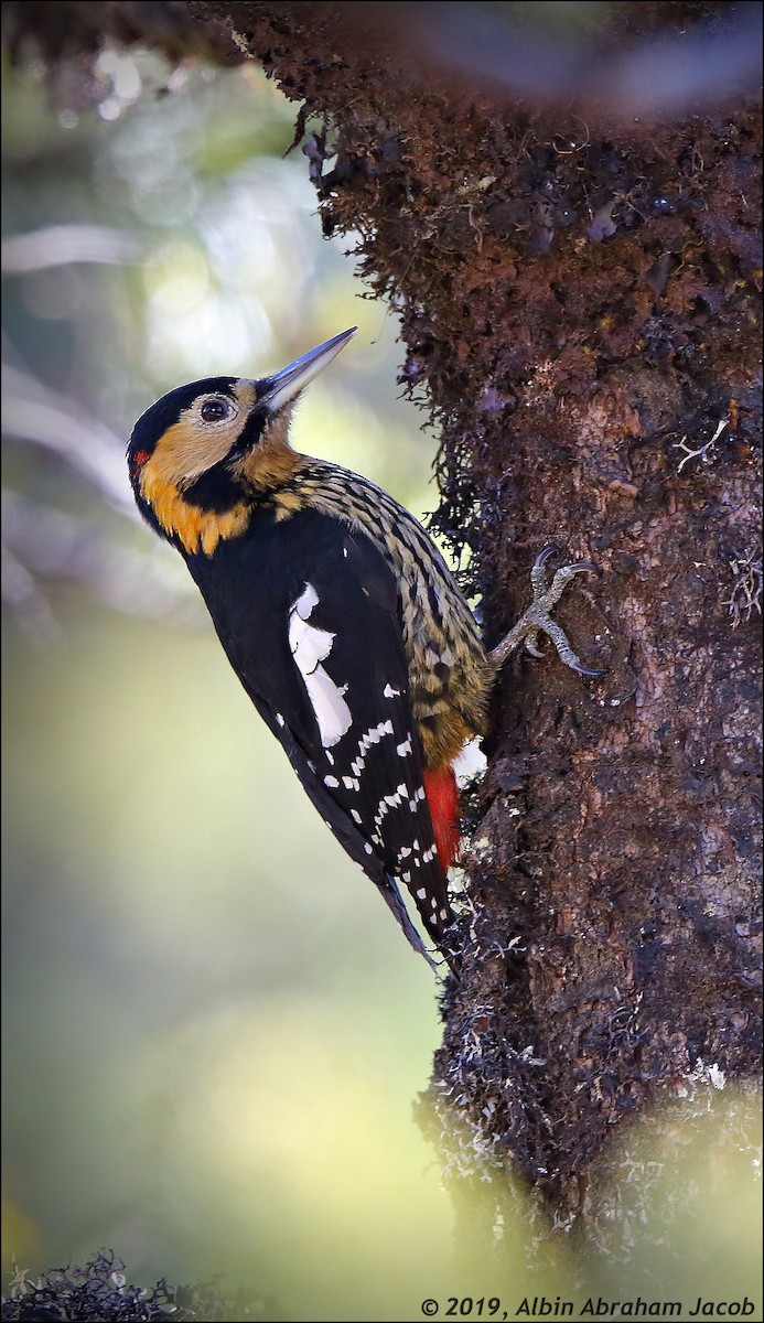 Darjeeling Woodpecker - ML149807241