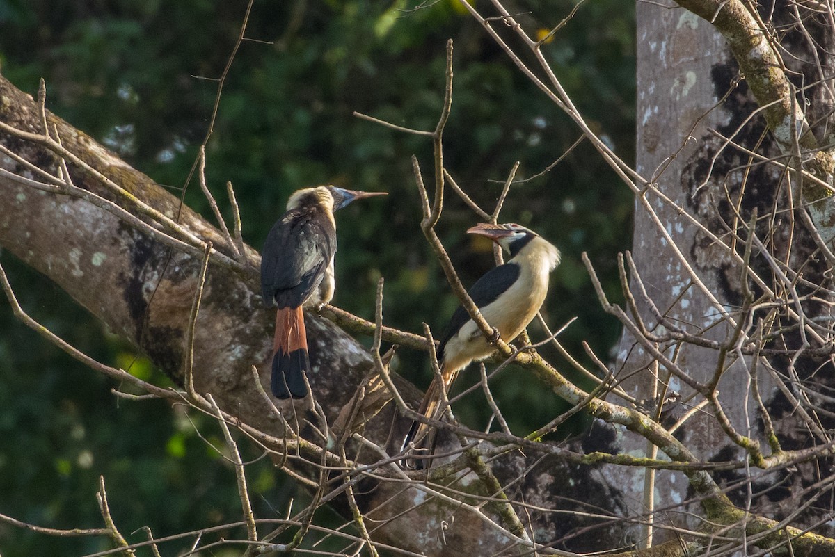 Mindoro Hornbill - ML149807821