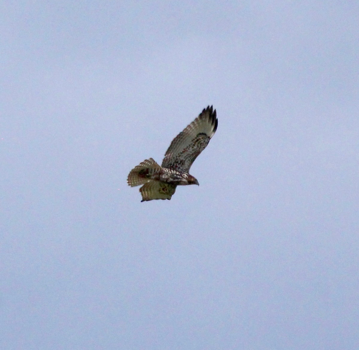Red-tailed Hawk - ML149807861