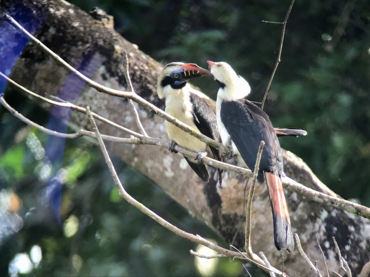 Mindoro Hornbill - ML149808151