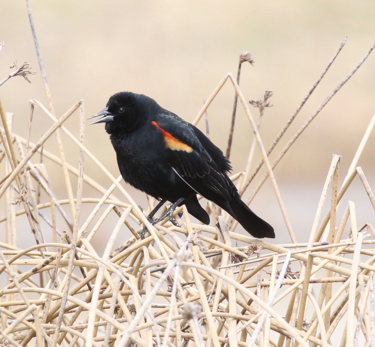Red-winged Blackbird - ML149808201