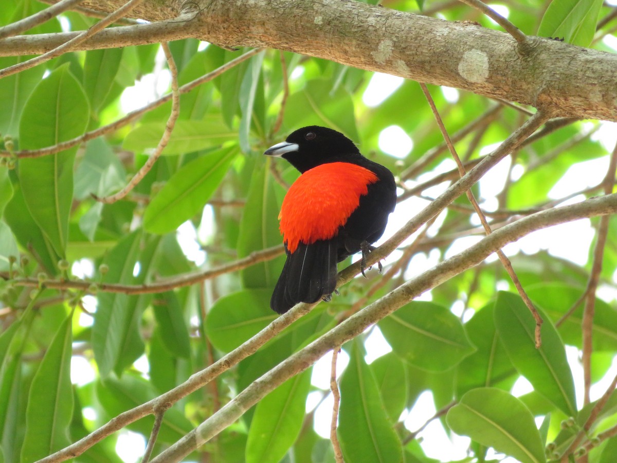 Scarlet-rumped Tanager - Eli Howland-Dueck