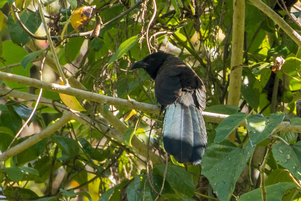 Black-hooded Coucal - ML149811021
