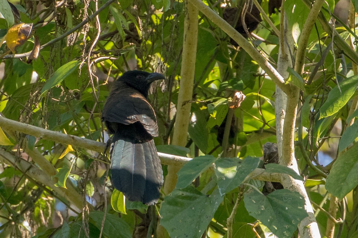 Black-hooded Coucal - ML149811031
