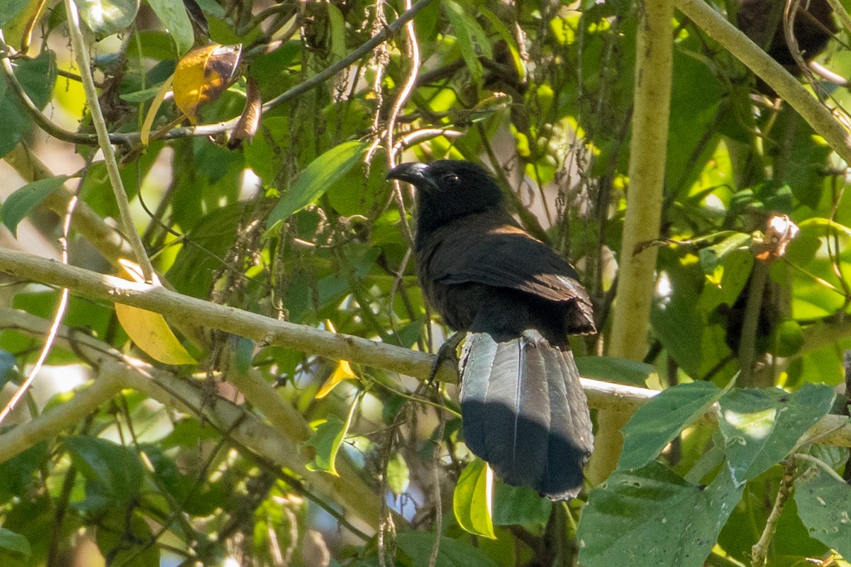 Black-hooded Coucal - ML149811041