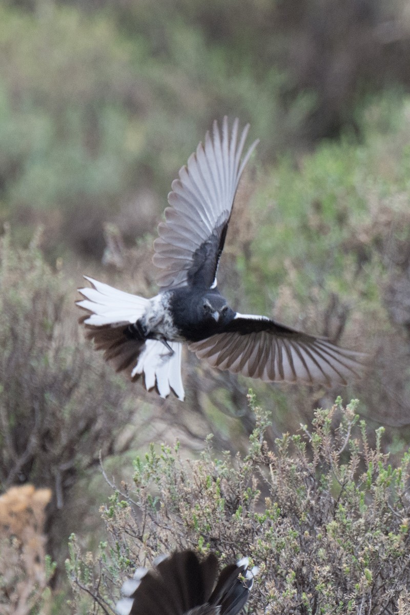 Mountain Wheatear - William Stephens