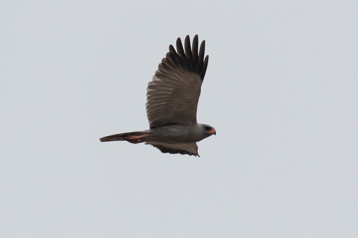 Dark Chanting-Goshawk - James Kennerley