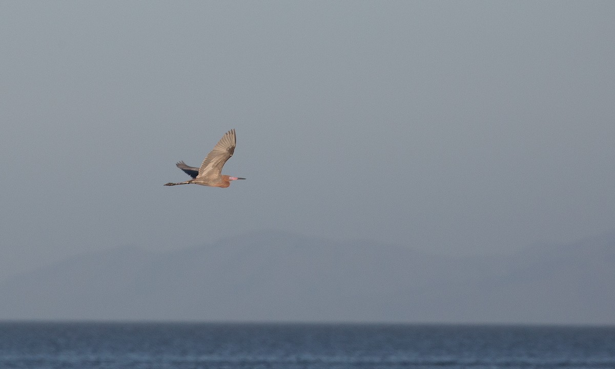 Reddish Egret - ML149817281