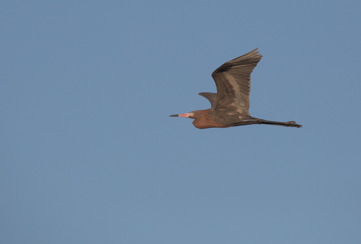 Reddish Egret - ML149817291