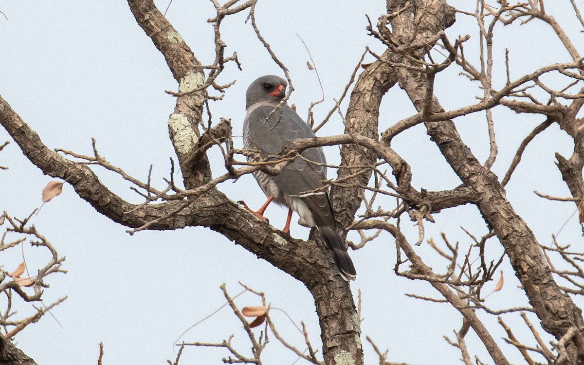 Gabar Goshawk - James Kennerley