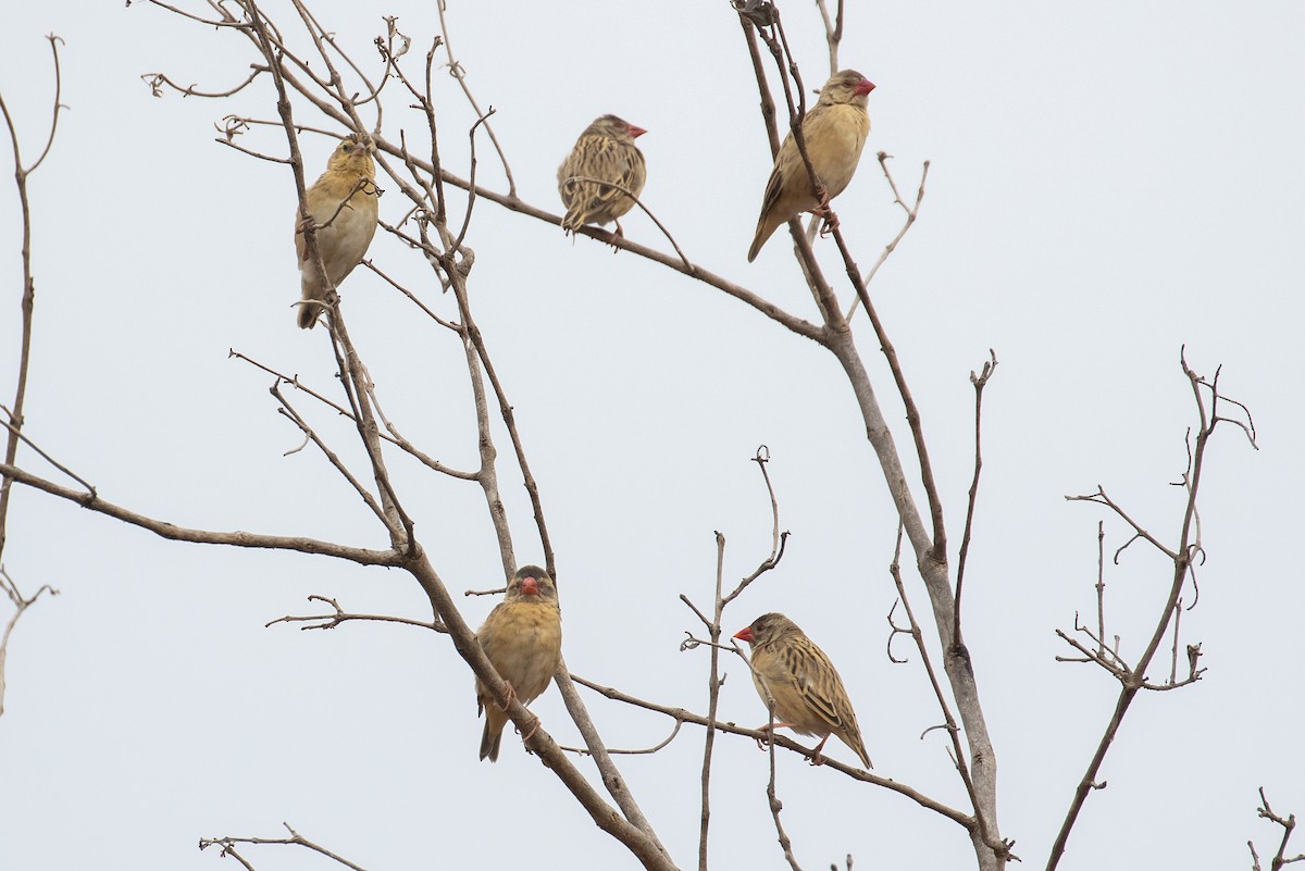 Red-billed Quelea - ML149817771