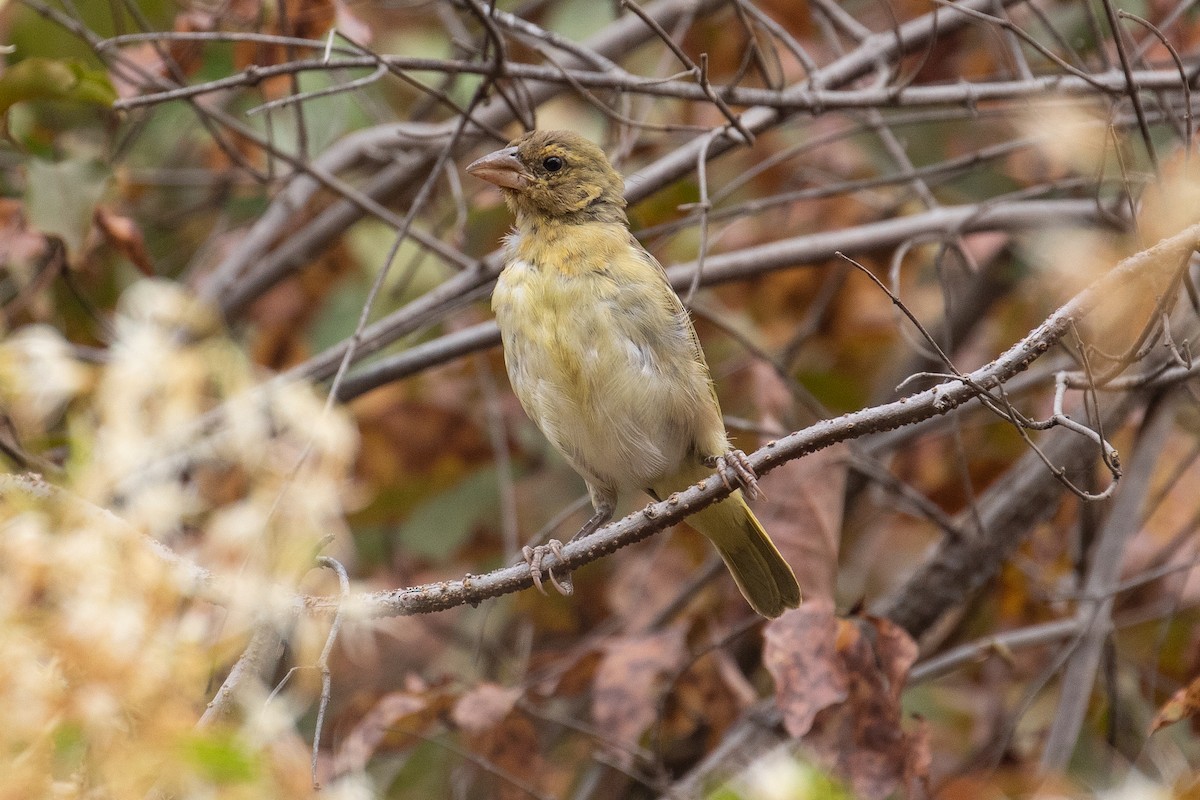 Vitelline Masked-Weaver - ML149817811