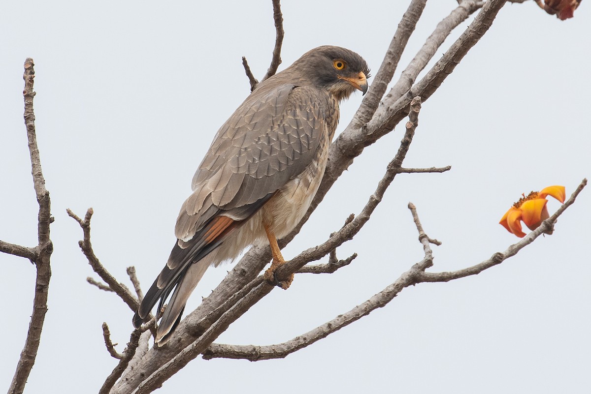 Grasshopper Buzzard - ML149818181