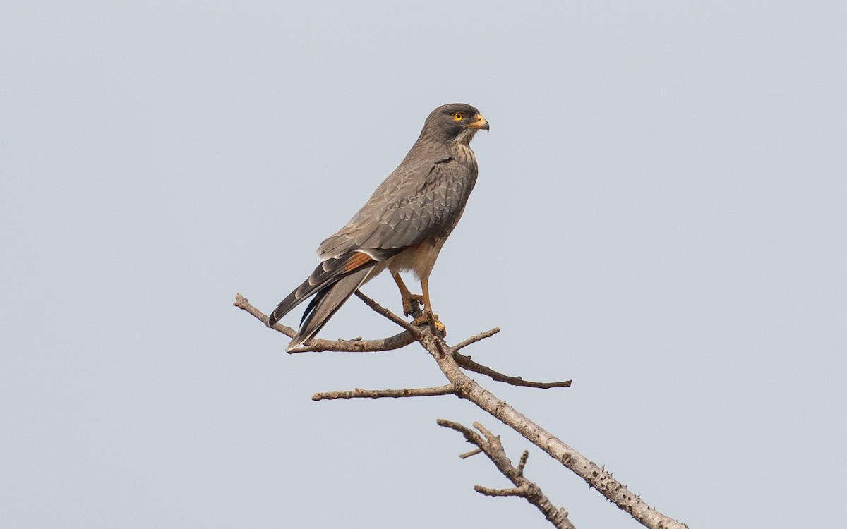 Grasshopper Buzzard - James Kennerley