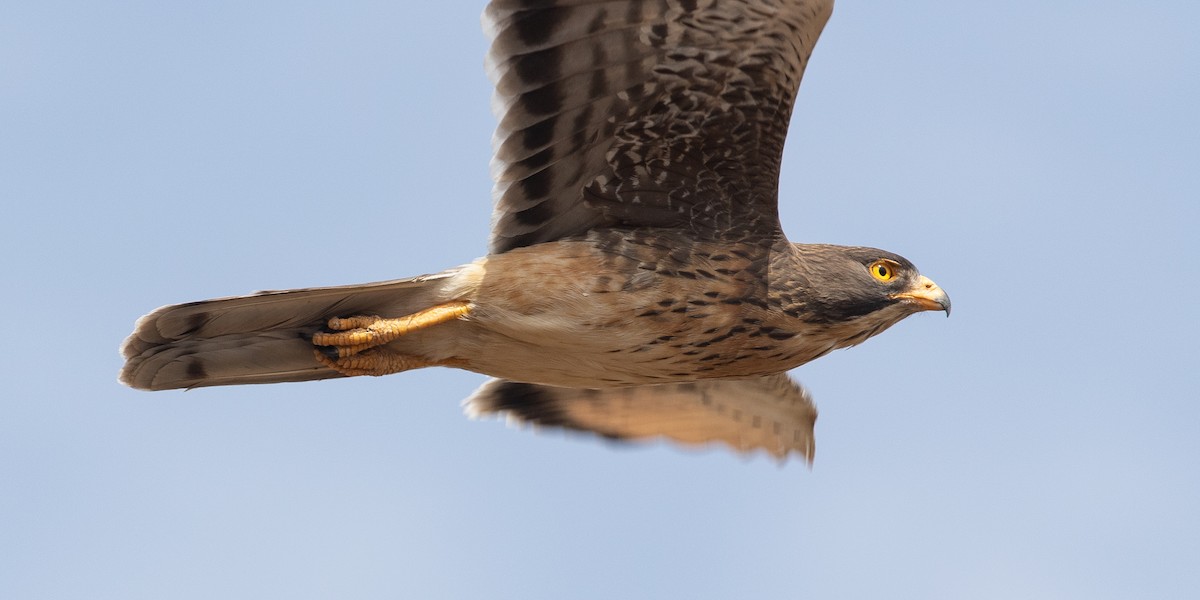 Grasshopper Buzzard - ML149818211